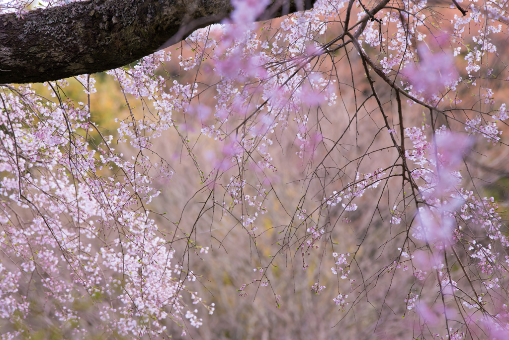 いにしえの宿坊跡に咲く枝垂桜