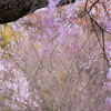 いにしえの宿坊跡に咲く枝垂桜