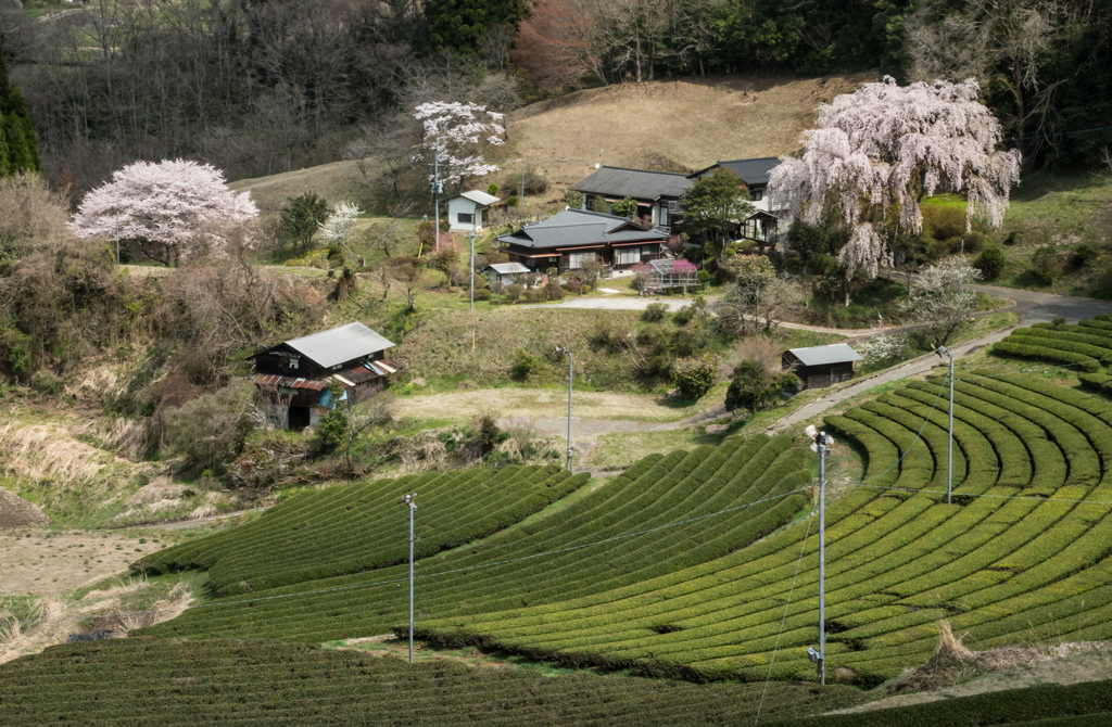 茶畑を見守り続けて。。。
