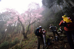 源氏・平家桜をめざして。。。