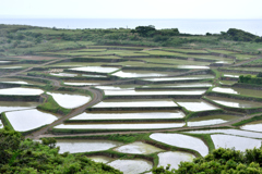 獅子町の棚田