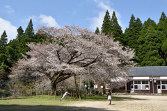 里山の遅い春