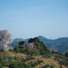 平家の一本桜