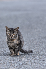 追えば逃げるし、逃げると追うし。。。