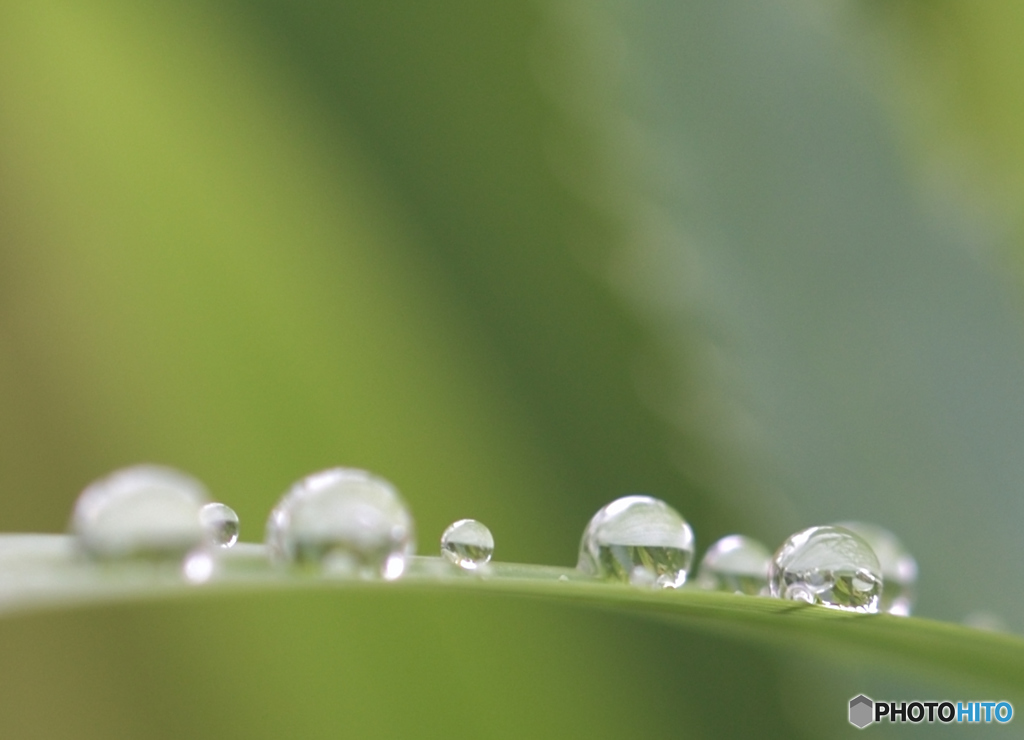 雨上がりの試し撮り1