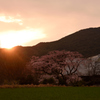 夕景の姫シダレ桜