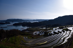 海を見下ろす棚田