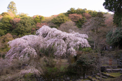 ひっそりと満開の朝に