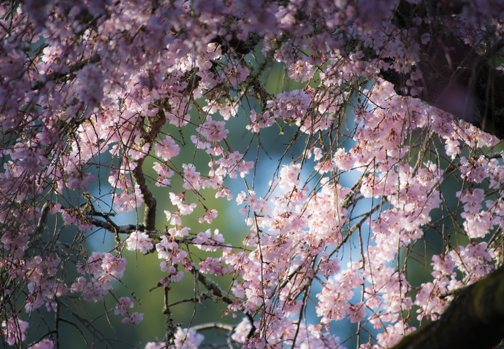 ビタミンカラーとしだれ桜