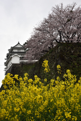 雨中桜観　島原城編