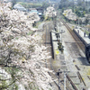 桜と蒸気機関車