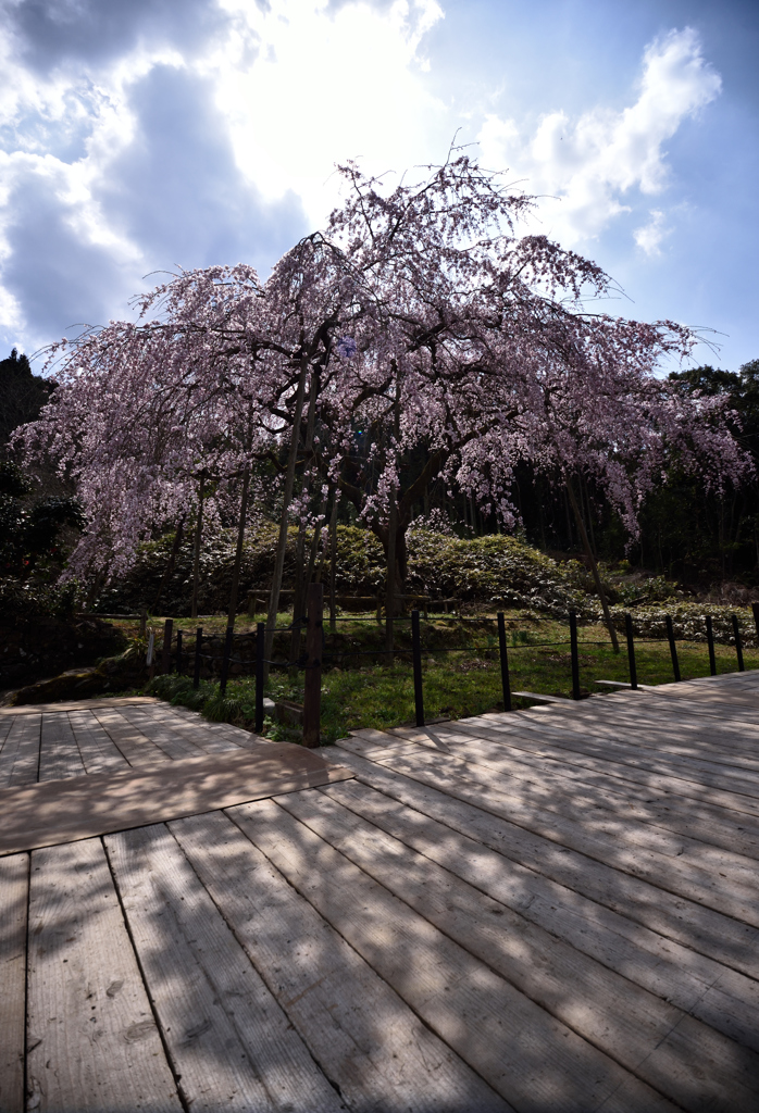 桜の影を愛でるひととき