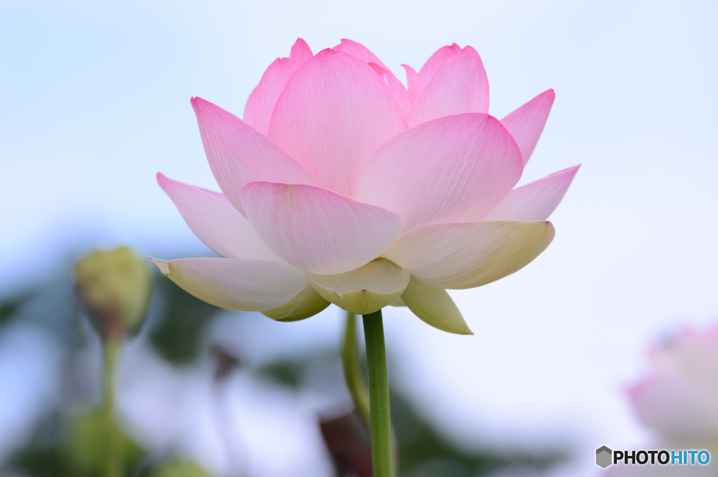 見上げてごらん。。。1