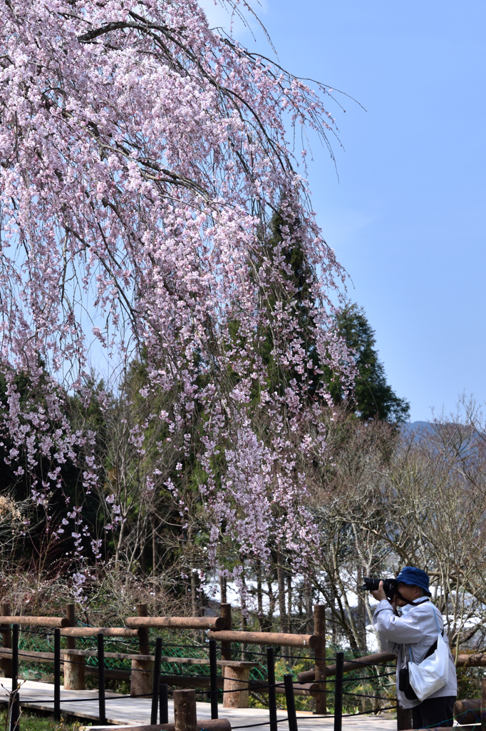 桜の季節ってなんかいいですね。