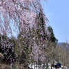 桜の季節ってなんかいいですね。