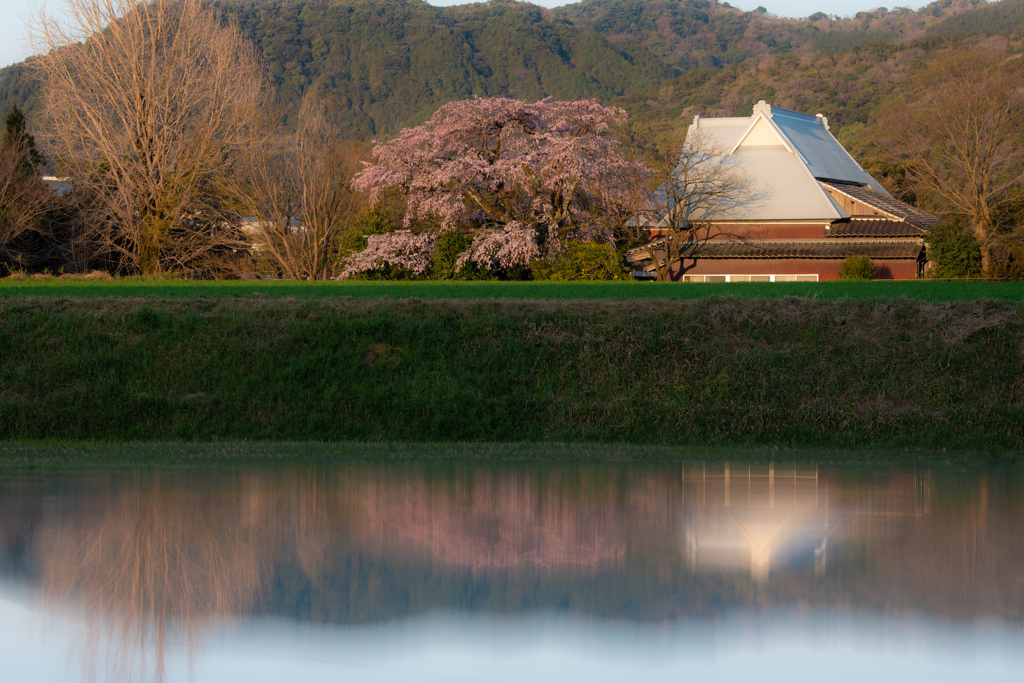 宝珠寺のしだれ桜が満開になりました！