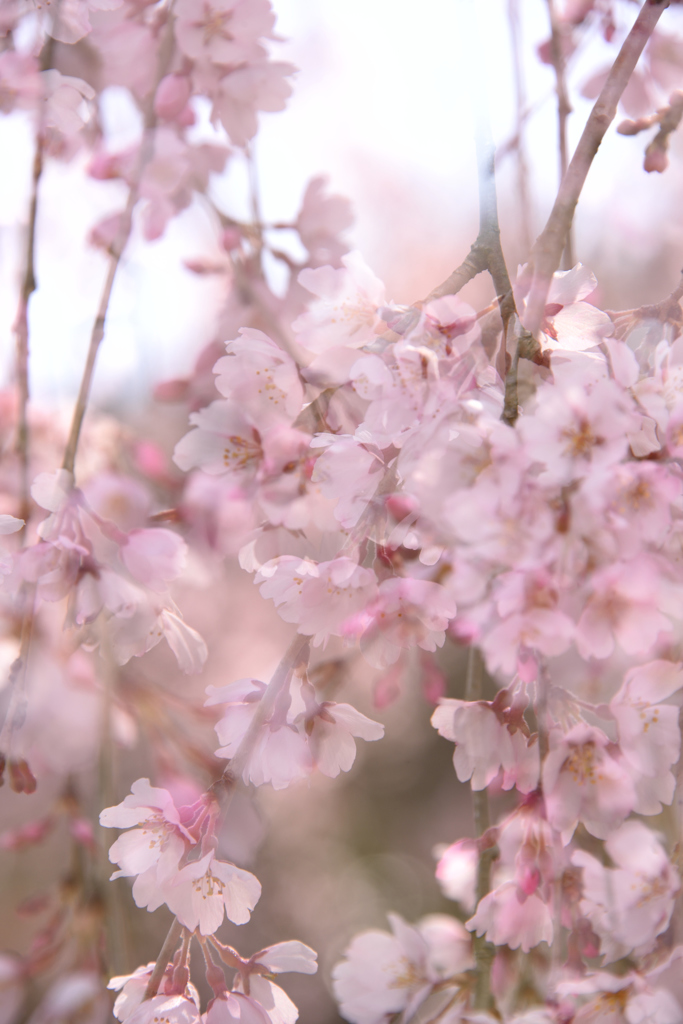 桜の季節が始まりました。。。
