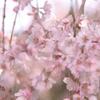 桜の季節が始まりました。。。