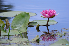 スイレンの花
