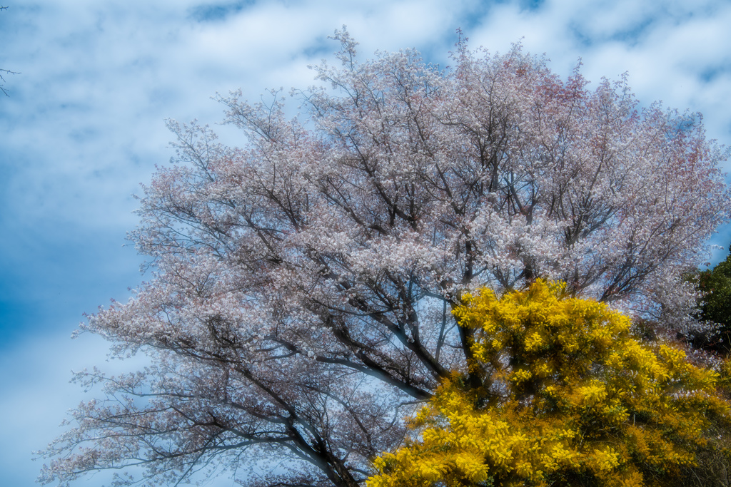 樹齢100年の山桜とミモザ