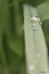 雨上がりの試し撮り2