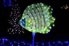 イルミな夜の水族館 第一話