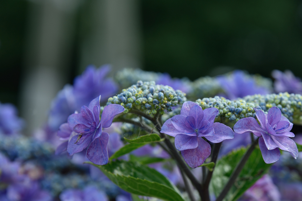 紫陽花の季節が幕開け！