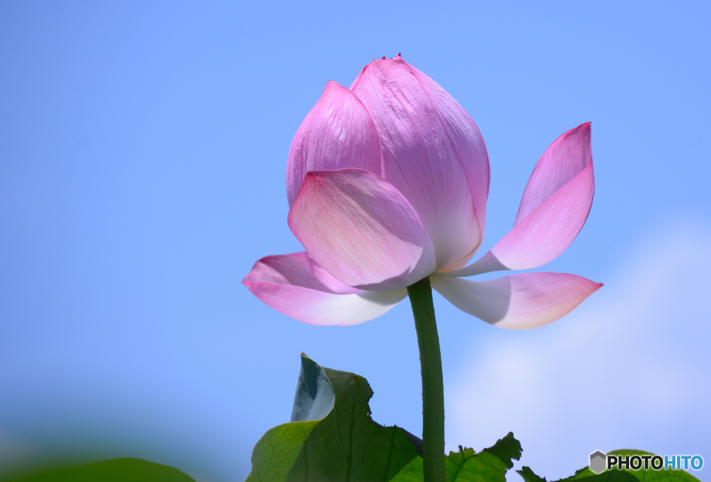 見上げてごらん。。。4