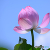 見上げてごらん。。。4