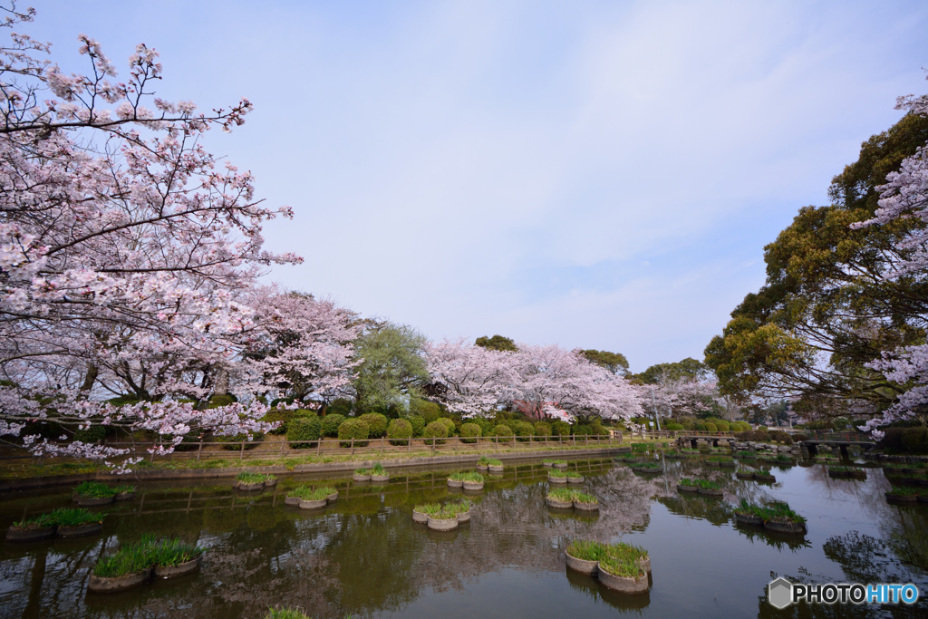 HISOKANI PINK NO TOKIMEKI