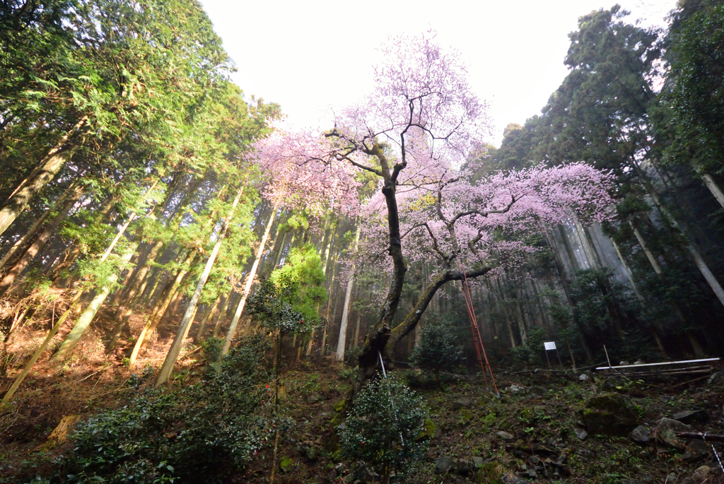 もうすぐ会えるね、虎尾桜さま。。。