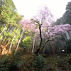 もうすぐ会えるね、虎尾桜さま。。。