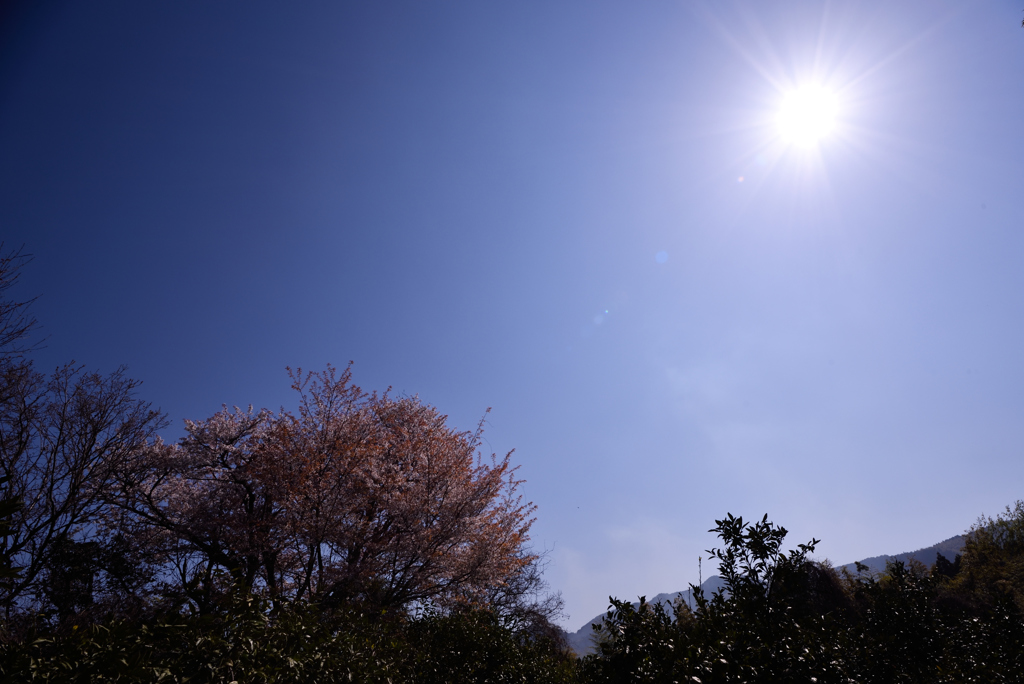 平家後ろ山大桜