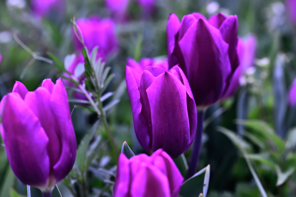 Purple temptation