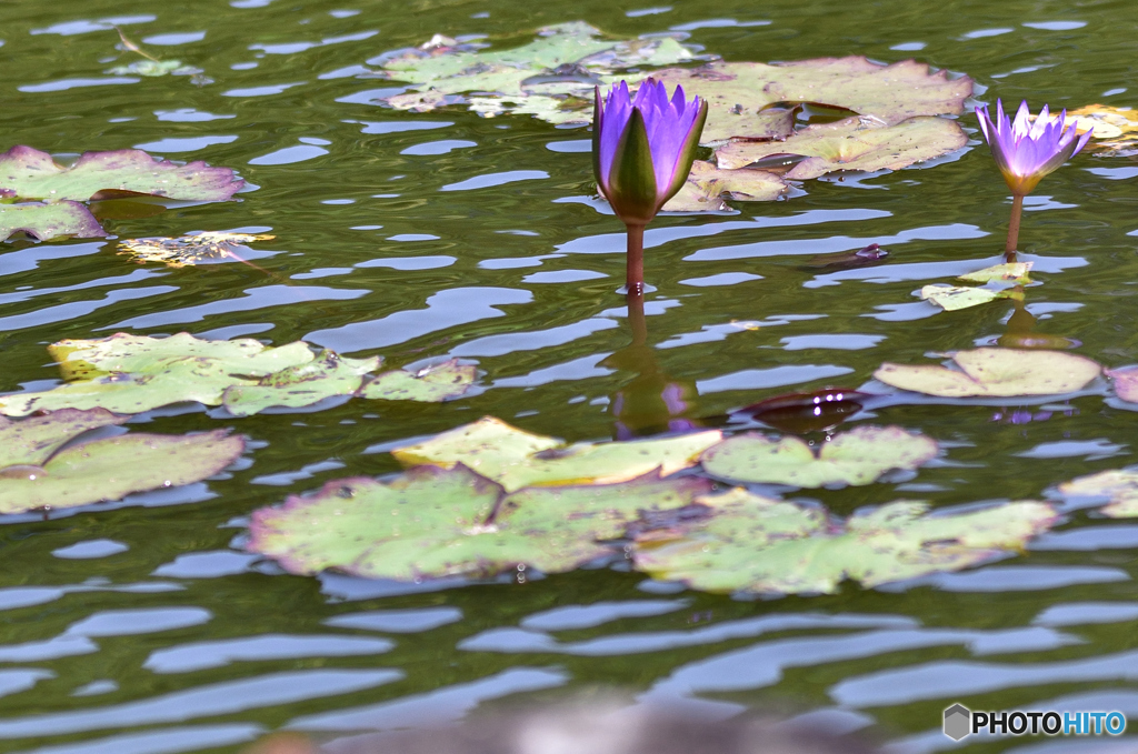 花開く時間（とき）を待ちながら。。。