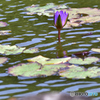 花開く時間（とき）を待ちながら。。。