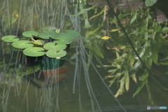 水辺＠香港
