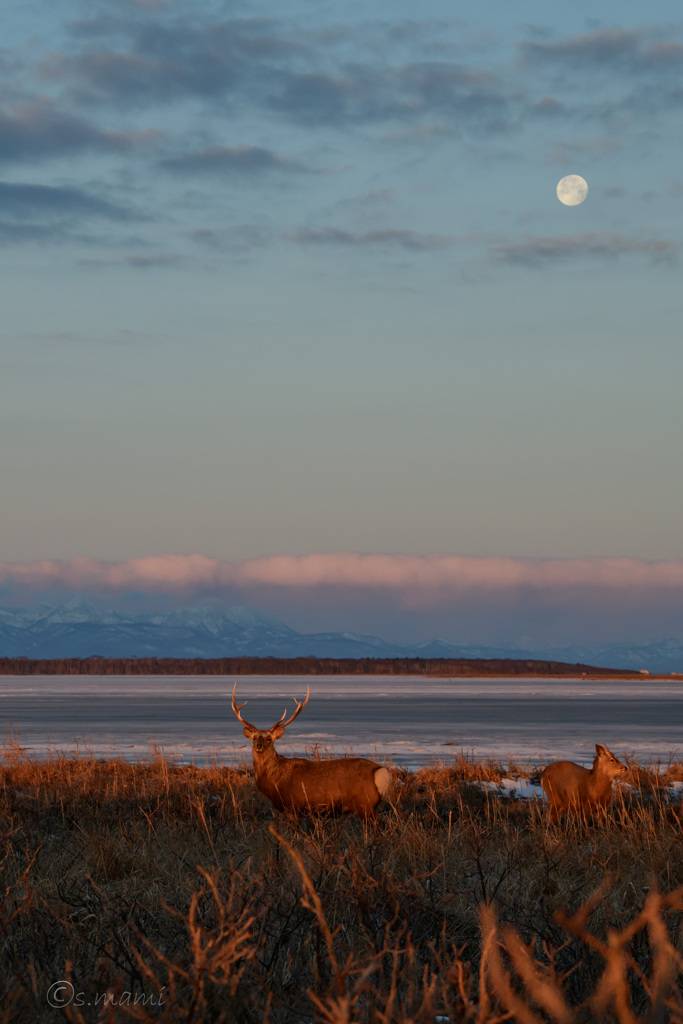 満月と鹿
