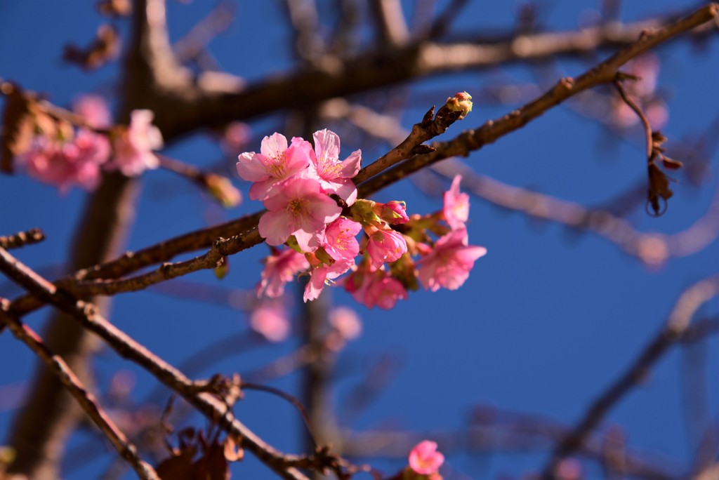 冬桜