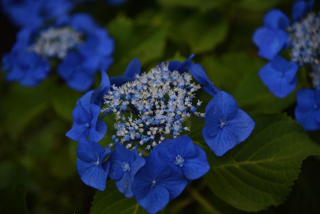 紫陽花