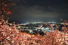 夜桜景