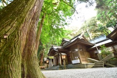 高千穂神社と百年杉