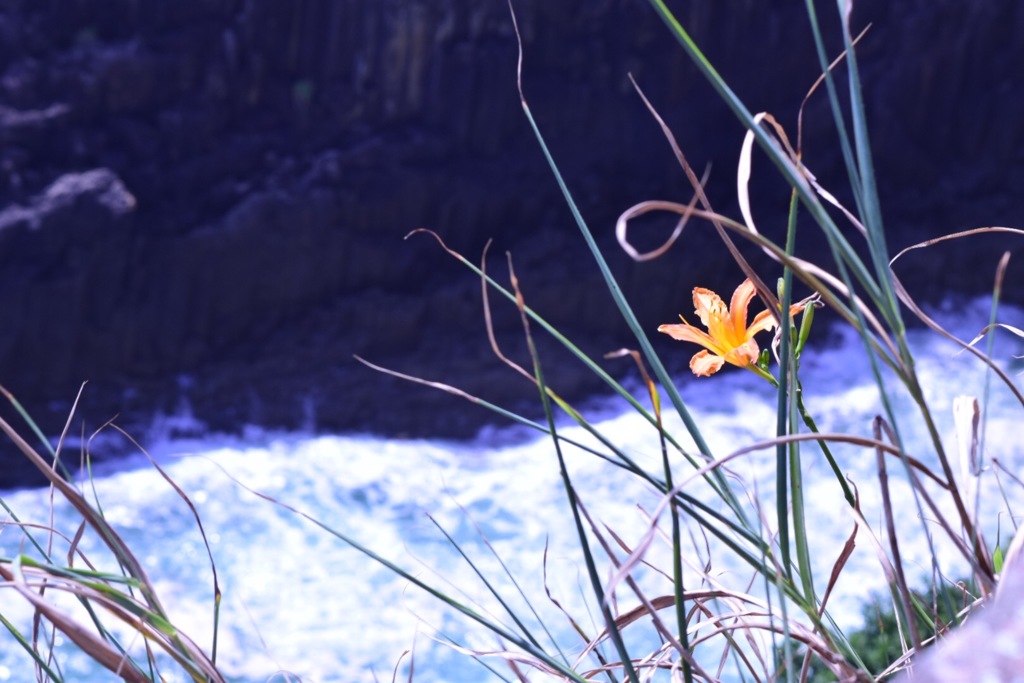 馬ヶ背に咲く花