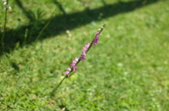 ネジ花