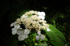 木洩れ日の紫陽花