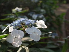 紫陽花