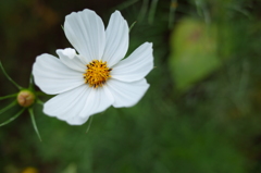 お花 
