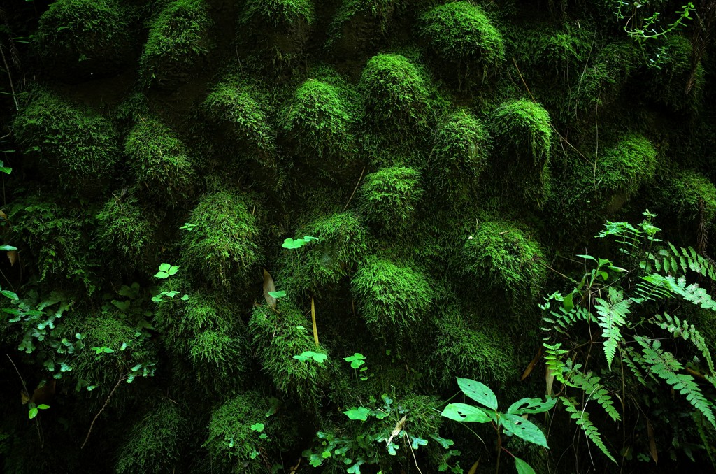 苔の陰影