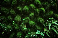 苔の陰影