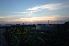 夕日とひまわり